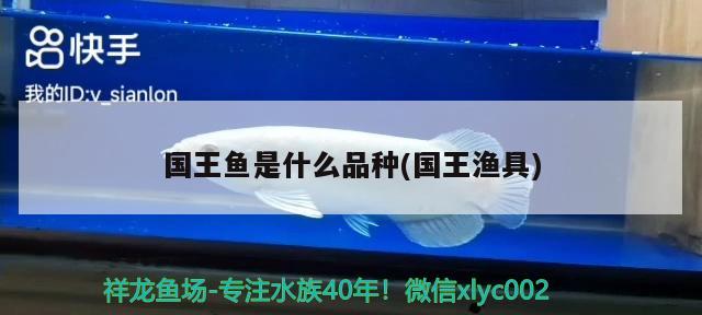 國王魚是什么品種(國王漁具) 觀賞魚