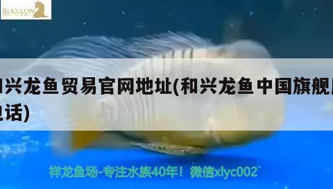 和興龍魚(yú)貿(mào)易官網(wǎng)地址(和興龍魚(yú)中國(guó)旗艦店電話(huà)) 和興紅龍