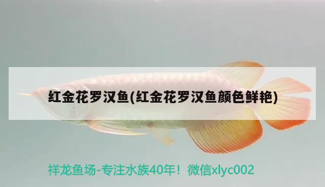 紅金花羅漢魚(紅金花羅漢魚顏色鮮艷) 羅漢魚