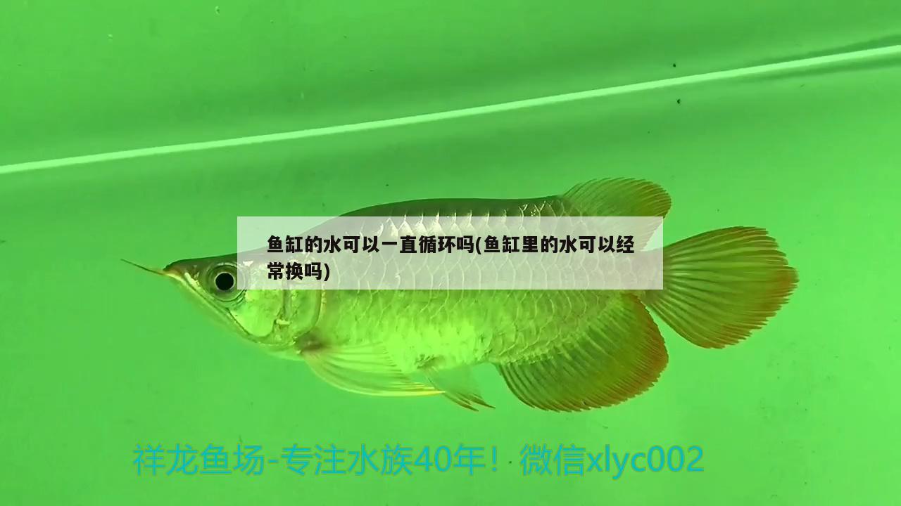 魚缸的水可以一直循環(huán)嗎(魚缸里的水可以經(jīng)常換嗎) 狗仔（招財(cái)貓)魚苗