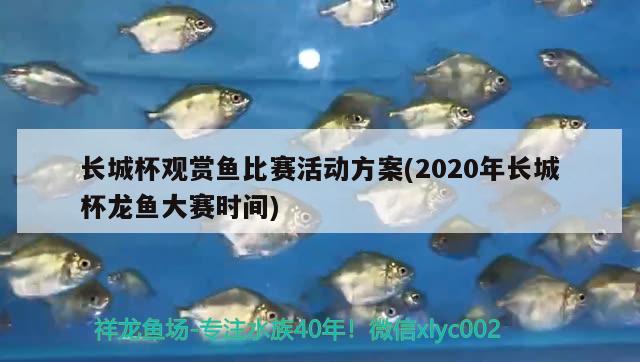 長城杯觀賞魚比賽活動方案(2020年長城杯龍魚大賽時間)