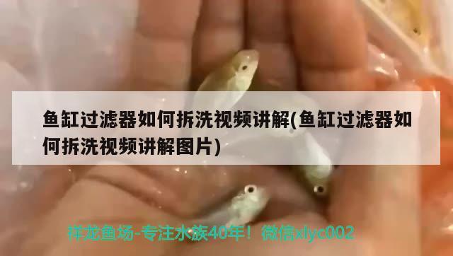 魚(yú)缸過(guò)濾器如何拆洗視頻講解(魚(yú)缸過(guò)濾器如何拆洗視頻講解圖片)