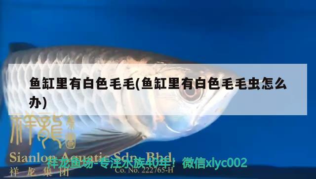 魚缸里有白色毛毛(魚缸里有白色毛毛蟲怎么辦)