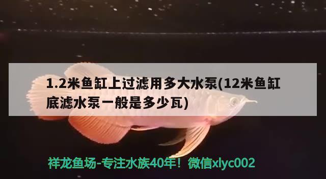 1.2米魚缸上過濾用多大水泵(12米魚缸底濾水泵一般是多少瓦) 奈及利亞紅圓點(diǎn)狗頭