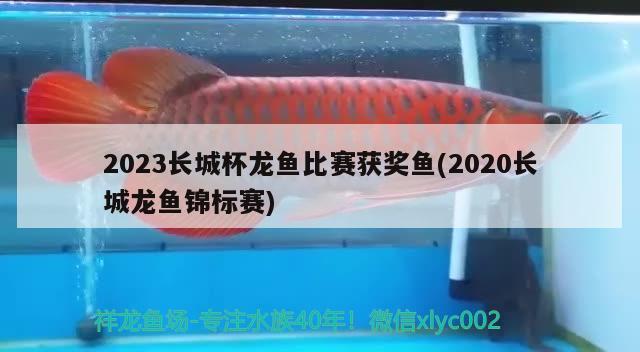 2023長(zhǎng)城杯龍魚比賽獲獎(jiǎng)魚(2020長(zhǎng)城龍魚錦標(biāo)賽)