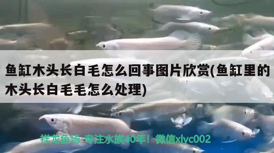 魚缸木頭長(zhǎng)白毛怎么回事圖片欣賞(魚缸里的木頭長(zhǎng)白毛毛怎么處理) 白寫錦鯉魚