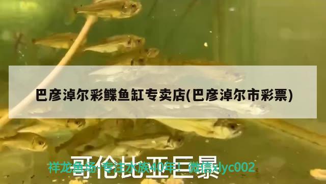 巴彥淖爾彩鰈魚缸專賣店(巴彥淖爾市彩票) 彩鰈魚缸（彩蝶魚缸）