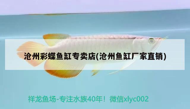 滄州彩蝶魚缸專賣店(滄州魚缸廠家直銷) 彩鰈魚缸（彩蝶魚缸）