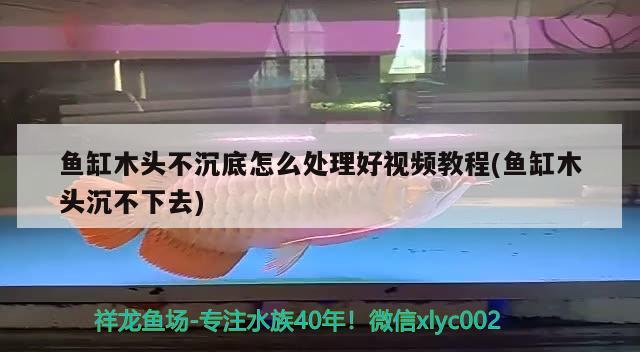 魚(yú)缸木頭不沉底怎么處理好視頻教程(魚(yú)缸木頭沉不下去)