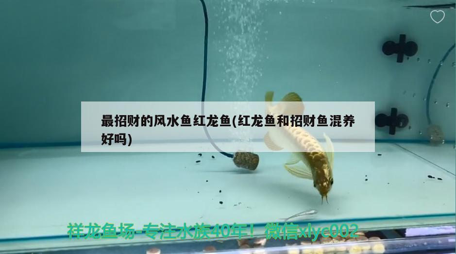 最招財?shù)娘L(fēng)水魚紅龍魚(紅龍魚和招財魚混養(yǎng)好嗎)