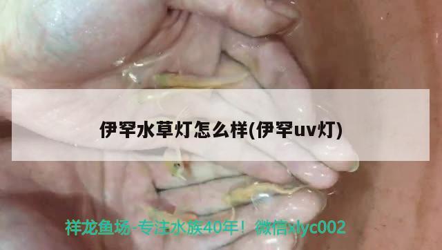 伊罕水草燈怎么樣(伊罕uv燈)