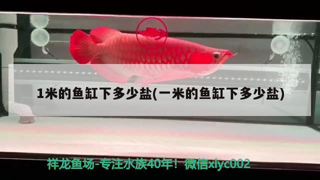 1米的魚缸下多少鹽(一米的魚缸下多少鹽)