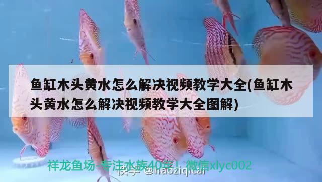 魚缸木頭黃水怎么解決視頻教學(xué)大全(魚缸木頭黃水怎么解決視頻教學(xué)大全圖解)