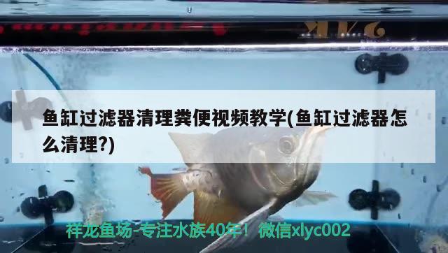 魚缸過濾器清理糞便視頻教學(xué)(魚缸過濾器怎么清理?)