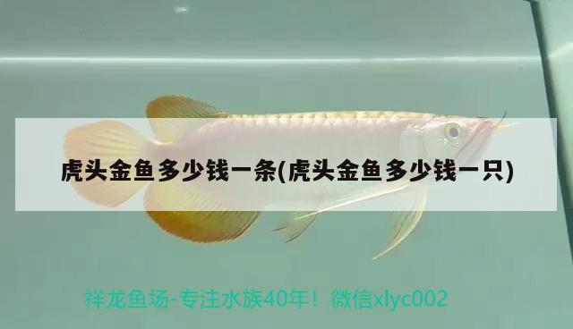 虎頭金魚多少錢一條(虎頭金魚多少錢一只)