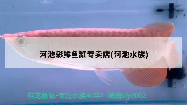 河池彩鰈魚缸專賣店(河池水族) 彩鰈魚缸（彩蝶魚缸）