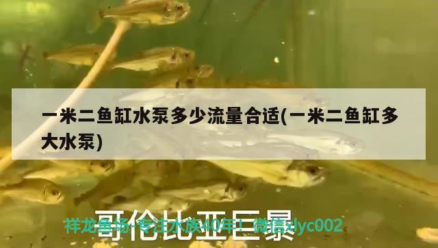 一米二魚缸水泵多少流量合適(一米二魚缸多大水泵) 魚缸水泵