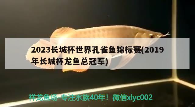 2023長城杯世界孔雀魚錦標賽(2019年長城杯龍魚總冠軍)