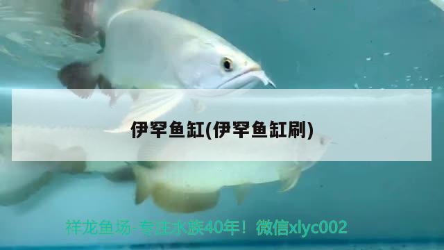 伊罕魚缸(伊罕魚缸刷)