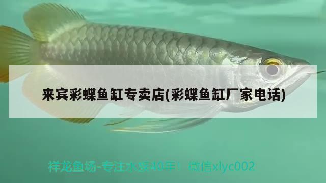 來賓彩蝶魚缸專賣店(彩蝶魚缸廠家電話)