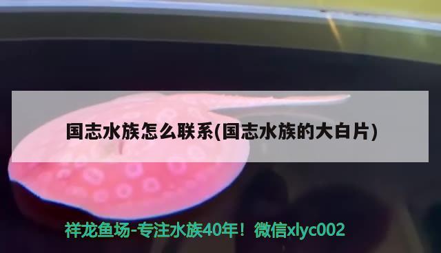 國志水族怎么聯(lián)系(國志水族的大白片) 2024第28屆中國國際寵物水族展覽會(huì)CIPS（長城寵物展2024 CIPS）