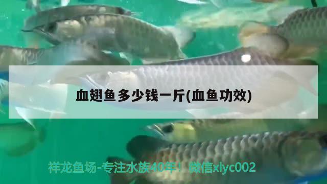 血翅魚(yú)多少錢(qián)一斤(血魚(yú)功效)