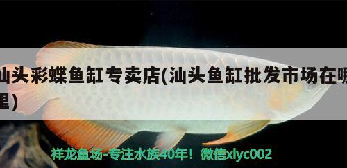 汕頭彩蝶魚缸專賣店(汕頭魚缸批發(fā)市場(chǎng)在哪里)