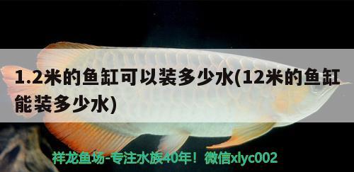 1.2米的魚(yú)缸可以裝多少水(12米的魚(yú)缸能裝多少水) 玫瑰銀版魚(yú)