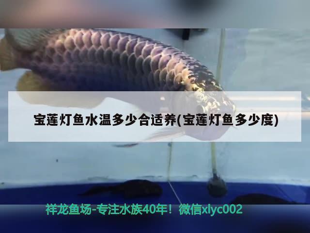 寶蓮燈魚(yú)水溫多少合適養(yǎng)(寶蓮燈魚(yú)多少度)