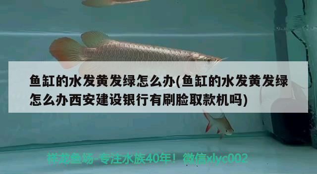 魚缸的水發(fā)黃發(fā)綠怎么辦(魚缸的水發(fā)黃發(fā)綠怎么辦西安建設(shè)銀行有刷臉取款機(jī)嗎) 水溫計(jì) 第2張