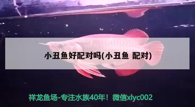 小丑魚好配對嗎(小丑魚配對)