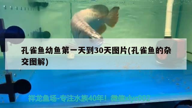 孔雀魚幼魚第一天到30天圖片(孔雀魚的雜交圖解)