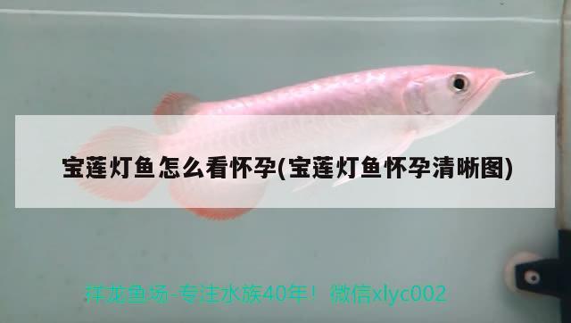 寶蓮燈魚怎么看懷孕(寶蓮燈魚懷孕清晰圖)