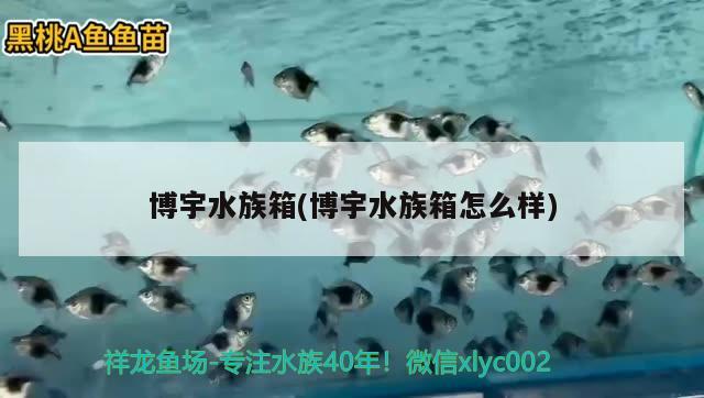 博宇水族箱(博宇水族箱怎么樣) 魚缸/水族箱