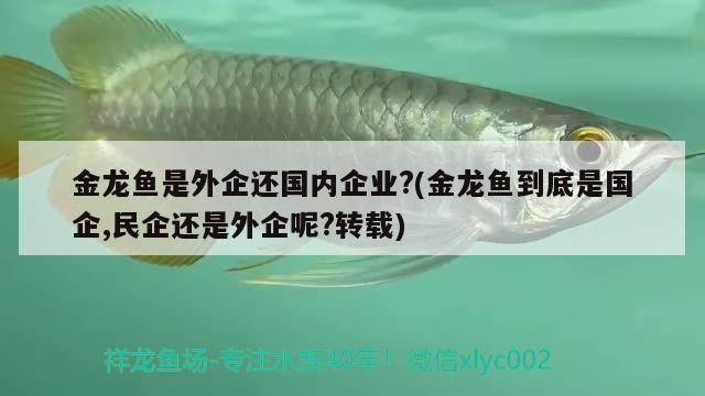 金龍魚是外企還國內企業(yè)?(金龍魚到底是國企,民企還是外企呢?轉載)