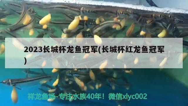 2023長(zhǎng)城杯龍魚(yú)冠軍(長(zhǎng)城杯紅龍魚(yú)冠軍)