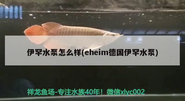 伊罕水泵怎么樣(eheim德國伊罕水泵)