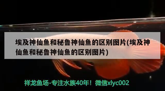 埃及神仙魚(yú)和秘魯神仙魚(yú)的區(qū)別圖片(埃及神仙魚(yú)和秘魯神仙魚(yú)的區(qū)別圖片)