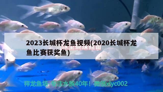 2023長城杯龍魚視頻(2020長城杯龍魚比賽獲獎(jiǎng)魚) 2024第28屆中國國際寵物水族展覽會CIPS（長城寵物展2024 CIPS）