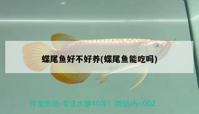 蝶尾魚好不好養(yǎng)(蝶尾魚能吃嗎)