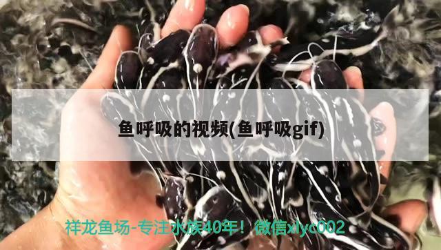 魚呼吸的視頻(魚呼吸gif) 2024第28屆中國國際寵物水族展覽會CIPS（長城寵物展2024 CIPS）