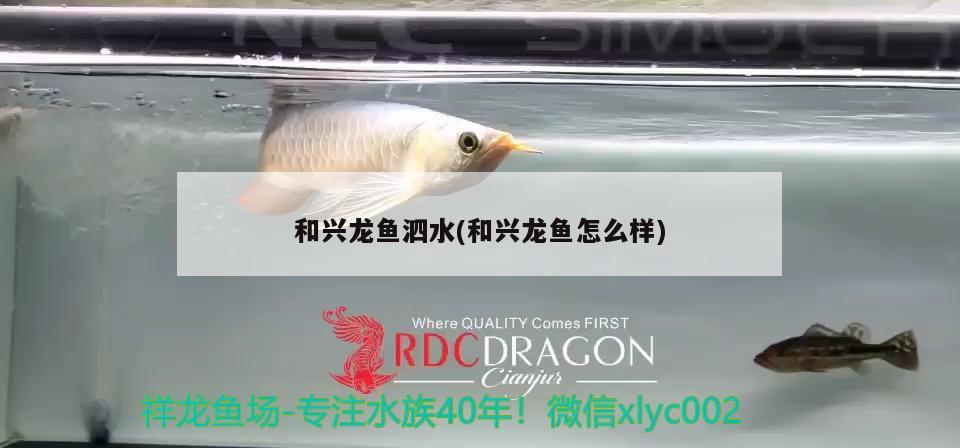 和興龍魚泗水(和興龍魚怎么樣)