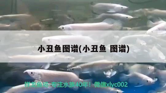 小丑魚圖譜(小丑魚圖譜)