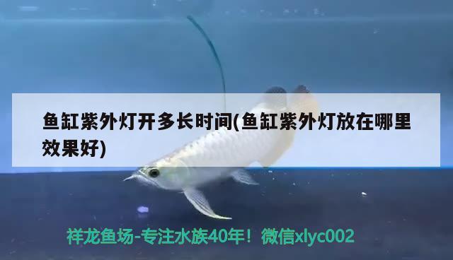 魚缸紫外燈開多長時間(魚缸紫外燈放在哪里效果好)