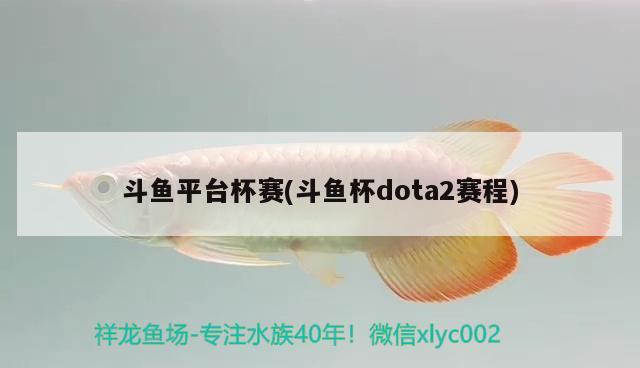 斗魚平臺杯賽(斗魚杯dota2賽程)