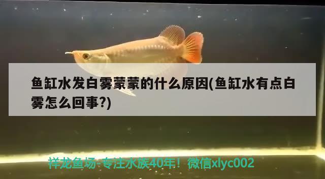 魚缸水發(fā)白霧蒙蒙的什么原因(魚缸水有點白霧怎么回事?)