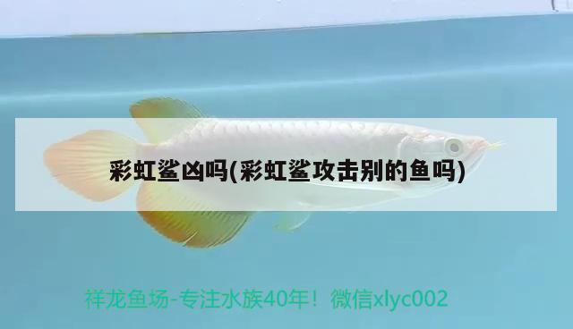 彩虹鯊兇嗎(彩虹鯊攻擊別的魚(yú)嗎)