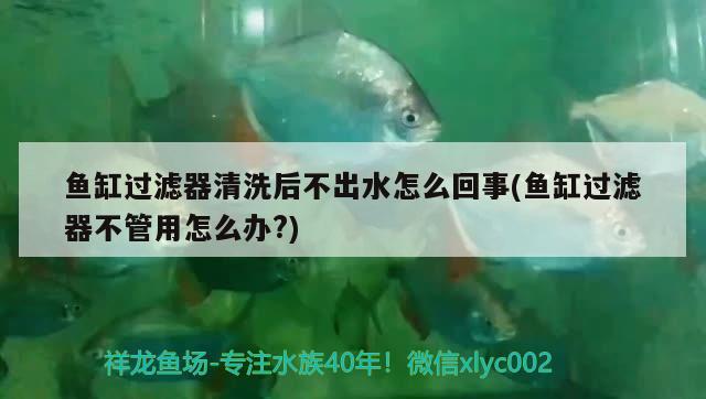 魚缸過濾器清洗后不出水怎么回事(魚缸過濾器不管用怎么辦?) 泰國斗魚