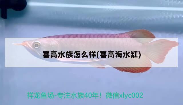 喜高水族怎么樣(喜高海水缸) 2024第28屆中國國際寵物水族展覽會(huì)CIPS（長城寵物展2024 CIPS）