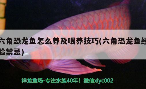 六角恐龍魚怎么養(yǎng)及喂養(yǎng)技巧(六角恐龍魚經(jīng)驗(yàn)禁忌) 觀賞魚